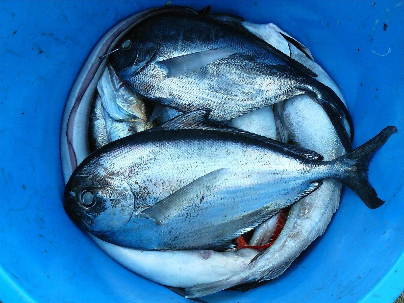 An assortment of freshly caught fish displayed in a vibrant blue bucket, showcasing seafood freshness.